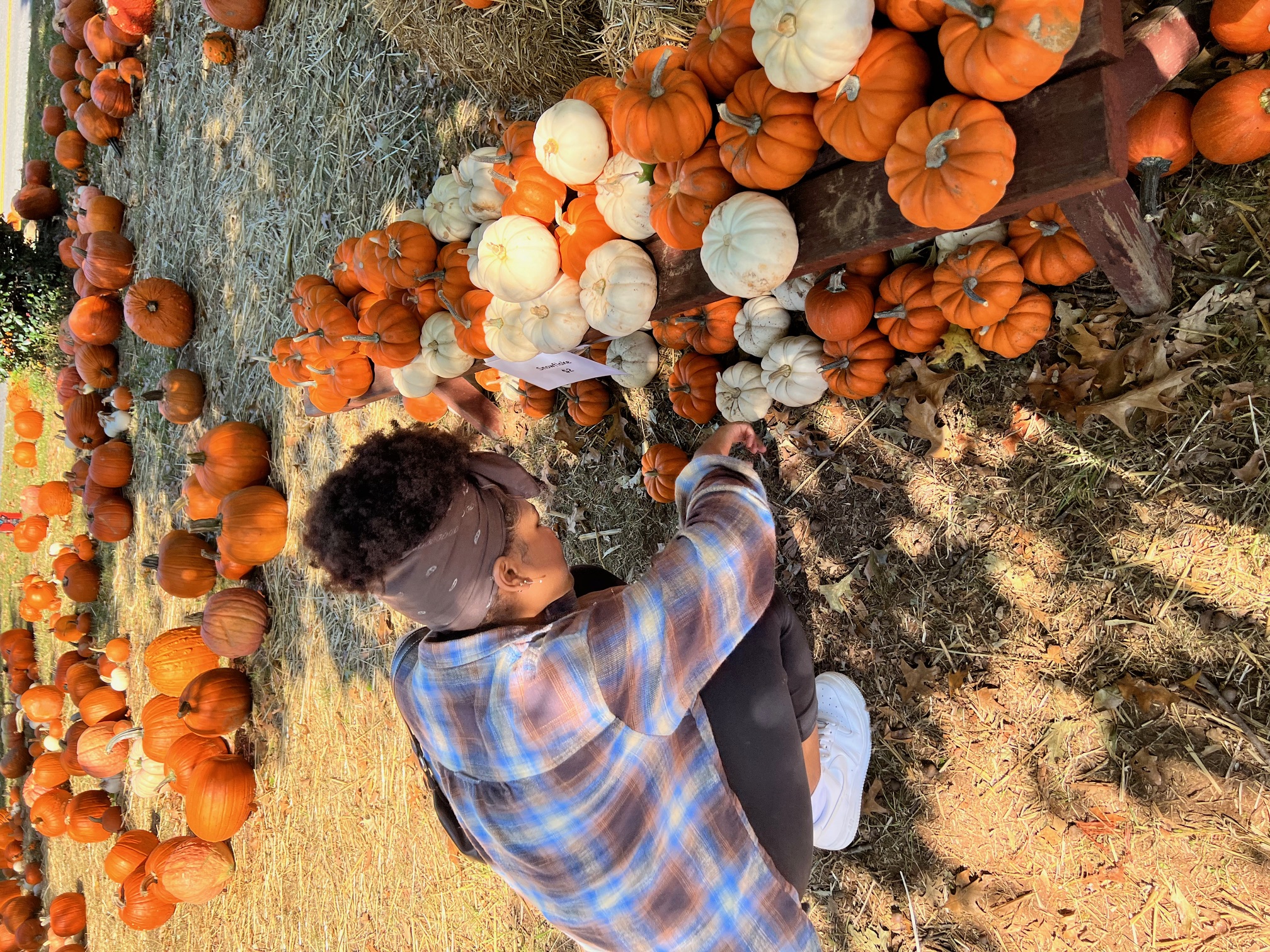 Choosing pumpkins at a pumpkin patch