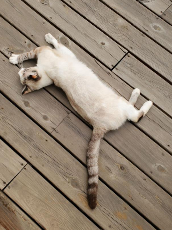 A cat stretching on a wooden deck